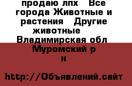 продаю лпх - Все города Животные и растения » Другие животные   . Владимирская обл.,Муромский р-н